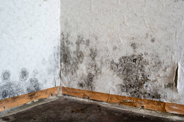 Best Certified Mold Removal  in Pace, FL